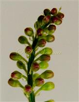  Inflorescence with floral buds and bracts.